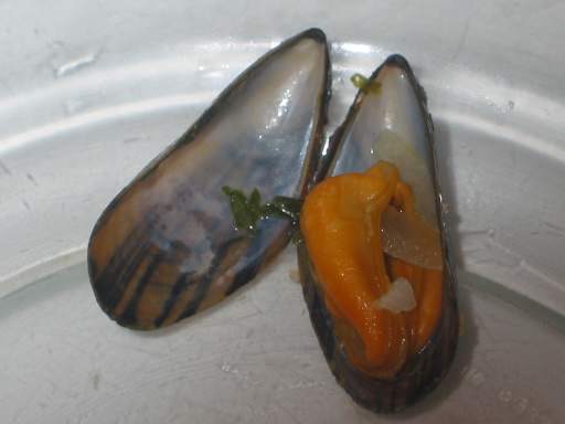 Miesmuschel (Moule)