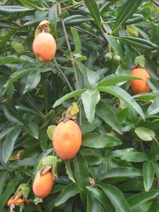 Passionsfr�chte ???