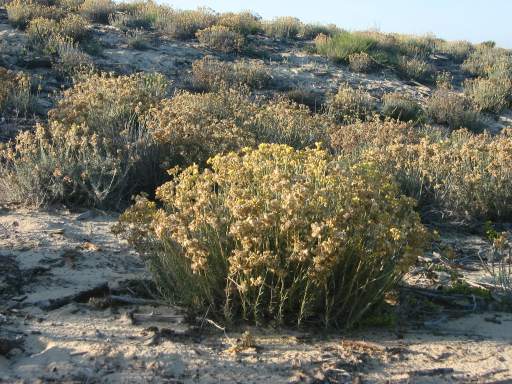 D�nenpflanzen (wegen vielem Regen dieses Jahr besonders farbenpr�chtig)