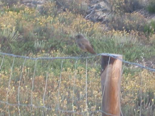 Ein Rotschwanz in der D�ne