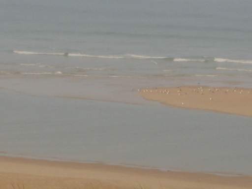 M�wen ruhen auf der Sandbank