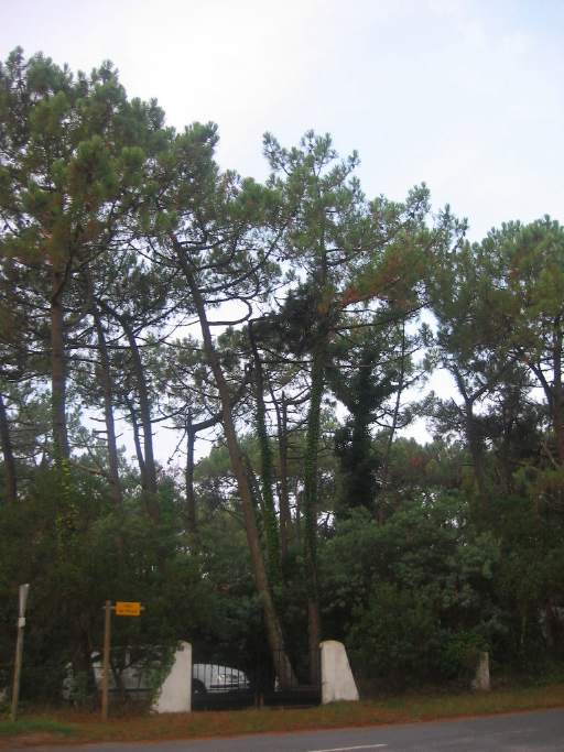 Pinien an der Corner