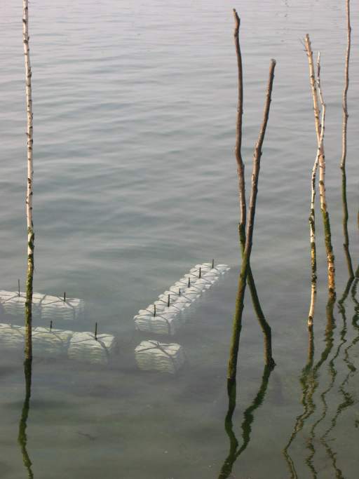 Austernzucht am Bassin
